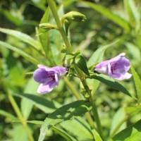 Linderniaceae